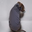 Comfort grey color kutyakabát